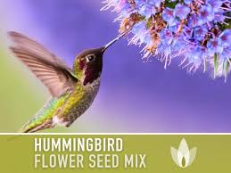 Hummingbird Garden Flower Mix Flower