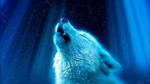 wolf wallpapers backiee