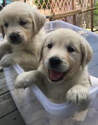 She is very calm, loving and gentle. English Cream Golden Puppies For Sale In Dublin Ohio Classified Americanlisted Com