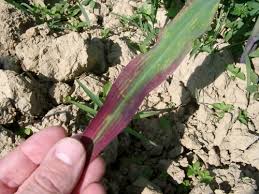 Image result for maize nutrient deficiency