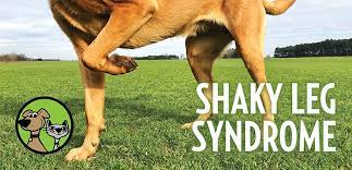 shaky leg syndrome back legs or front