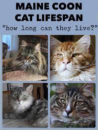 maine cat lifespan how long do