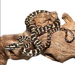 jungle carpet python upriva