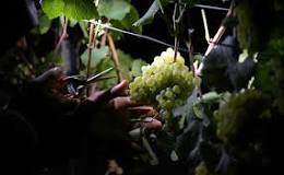 why-do-they-harvest-grapes-at-night
