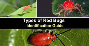 types of red bugs including tiny bugs
