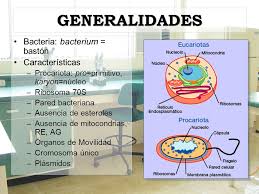 ESTRUCTURA Y MORFOLOGÍA BACTERIANA - ppt video online descargar