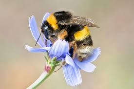 protecting pollinators in urban areas