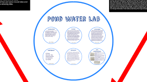 Pond Water Lab By Kunika Singh On Prezi