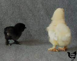 How To Identify Chick Breeds