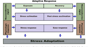Figure 4 From Understanding The Adaptive Response In
