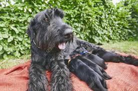 Newborns Of Giant Schnauzer Dog Mother And Her Puppies Lying