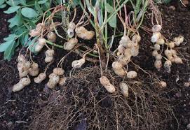 Growing Peanuts In Containers From