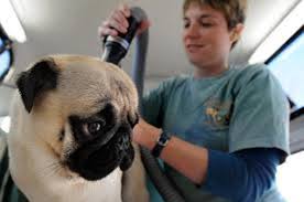 How To Take Care Of A Pug Puppy Pets World