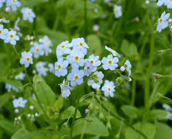 Forget me not is a genus of flowering plants distinguished by its small, pink or white flowers with vibrant yellow centers. Water Forget Me Not Myosotis Scorpioides Plants For Ponds