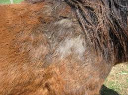 Do Cd Horses Shed Diffely On Pergolide