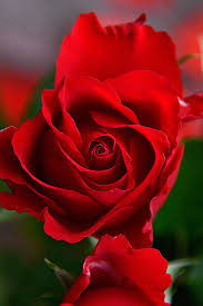 red rose romantic love romance