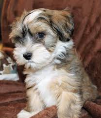 You can also harness the power of google maps to find nearby havanese breeders. Colhaven Havanese Havanese Puppies For Sale