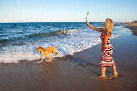 beach dog rules and regulations for