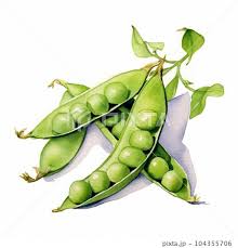 watercolor painting of green peas on