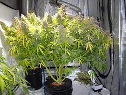 Deep Water Culture (DWC) Cannabis Grow ...