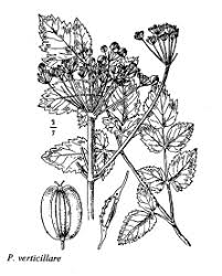 Sp. Peucedanum verticillare - florae.it