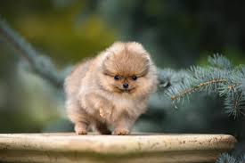 teacup pomeranian breed info facts