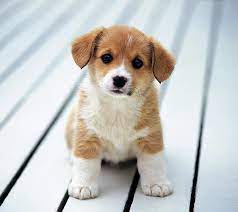 hd cute puppies 2 wallpapers peakpx