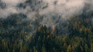 Foggy Forest Wallpapers - Top Free ...