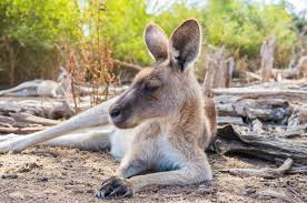 Kangaroos steppjacke mit kontrastfarbenen details. 100 Best Kangaroo Names By Kidadl