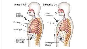 The ribs are a set of twelve paired bones which form the protective 'cage' of the thorax. Stregthen Your Lungs Through Abdomen Breathing
