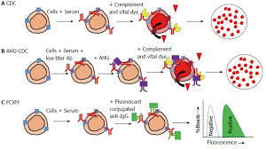 Human Leukocyte Antigen Typing And Crossmatch A