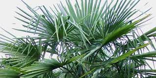 How To Fertilize And Water A Palm Tree