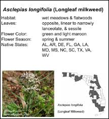 milkweeds native to florida sharons