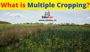 What is Multiple Cropping? Types, Advantages & Disadvantages - Edukar -  Education Kar India