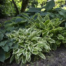More known for its colorful foliage! Shade Loving Perennial Foliage To Plant The Home Depot