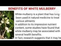 benefits of white mulberry