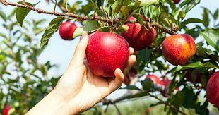 how to grow and care for apple trees