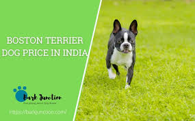 boston terrier dog in india