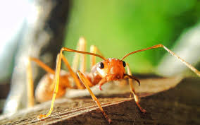ants in your garden 6 ways to