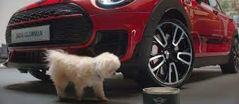 Car Accessories For Dogs Mini Dogs
