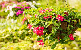 how to plant a perfect hanging basket