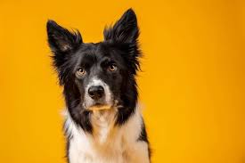 how to set up a dog photography studio