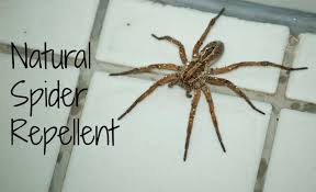 natural spider repellent guaranteed to