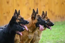 The solid black german shepherd is becoming more, and more popular. The Black German Shepherd A Guide To This Rare Dog K9 Web