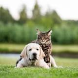 are-maine-coon-cats-scared-of-dogs