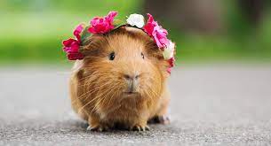 how much are guinea pigs what to