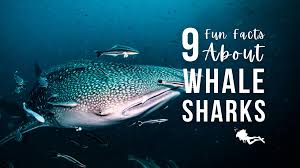 9 fun facts about whale sharks s