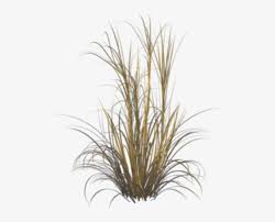 Check spelling or type a new query. Ornamental Grass Png Png Image Transparent Png Free Download On Seekpng