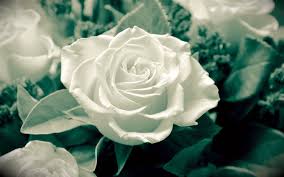 white flower white rose flowers