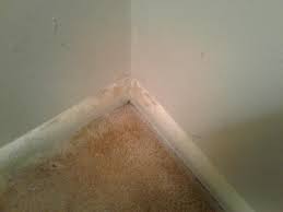carpet mold test remove or